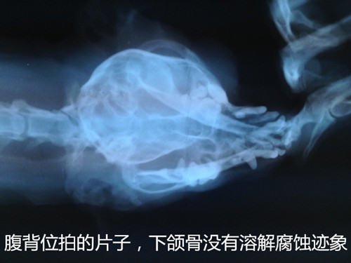 犬猫牙龈炎牙根腐烂导致的颜面瘘