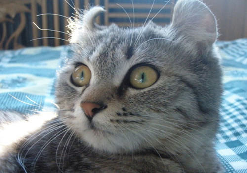 猫咪最讨厌的三件事你了解吗 猫咪最讨厌的三件事你了解吗