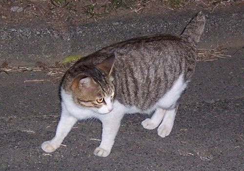 患视网膜炎的猫咪有哪些症状