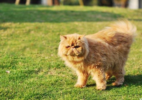 猫咪尾巴姿势大揭秘