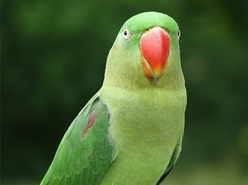 如何评估鹦鹉是否会说话