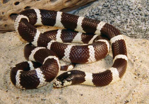 蛇的相关外伤处理 蛇的相关外伤处理