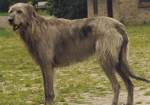 犬水脑症的治疗案例