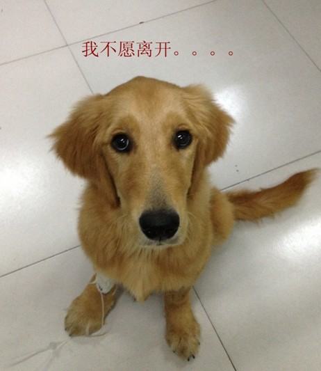 一例犬肠道异物导致死亡的病例分析
