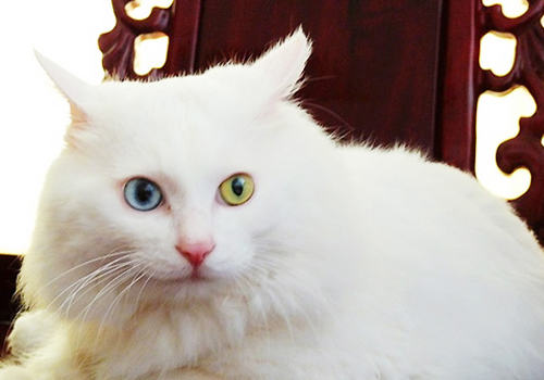 耳血肿有哪些症状