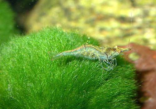 如何控制鱼缸藻类的生长繁殖