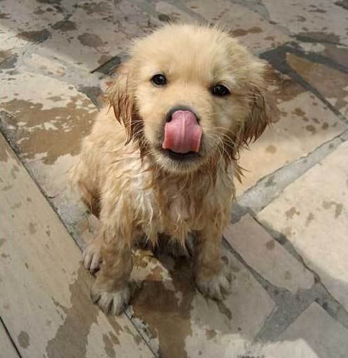 带宠物洗澡前需要注意的几大问题 带宠物洗澡前需要注意的几大问题