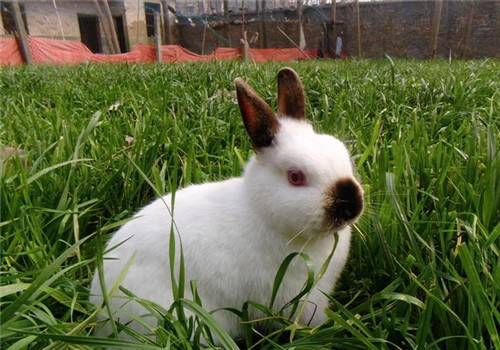 营养对母兔泌乳量的重要性