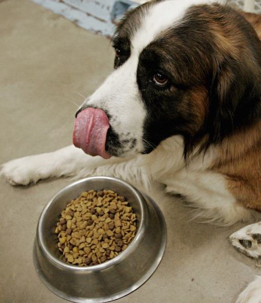 饲喂老龄犬的10条建议