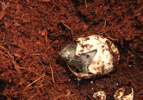 坑道式孵化巴西龟苗