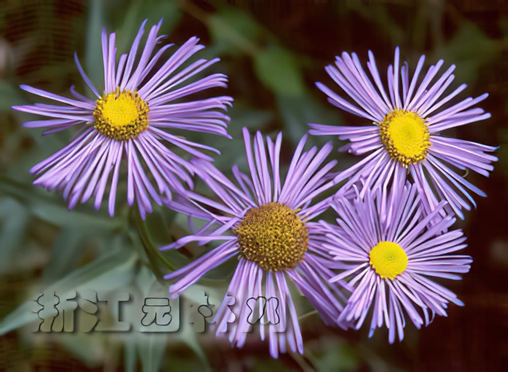 孔雀草（紫菀，荷兰菊） 采后处理技术（图）