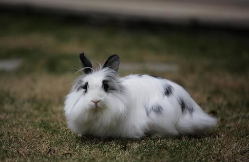 荷兰狮子兔的品种特征 荷兰狮子兔的品种特征