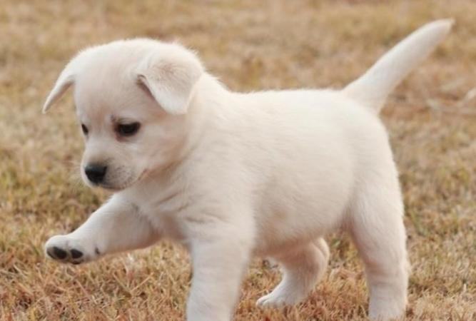 如何区分螨虫、真菌、湿疹、过敏、 跳蚤及治疗方法