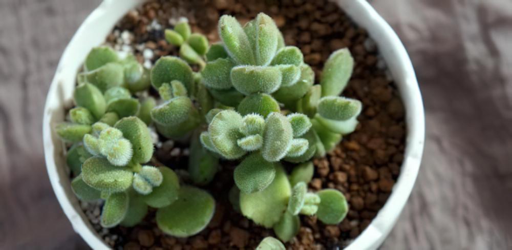 专业养熊三年有余：为被世人冤枉的多肉植物小熊（熊童子）正名