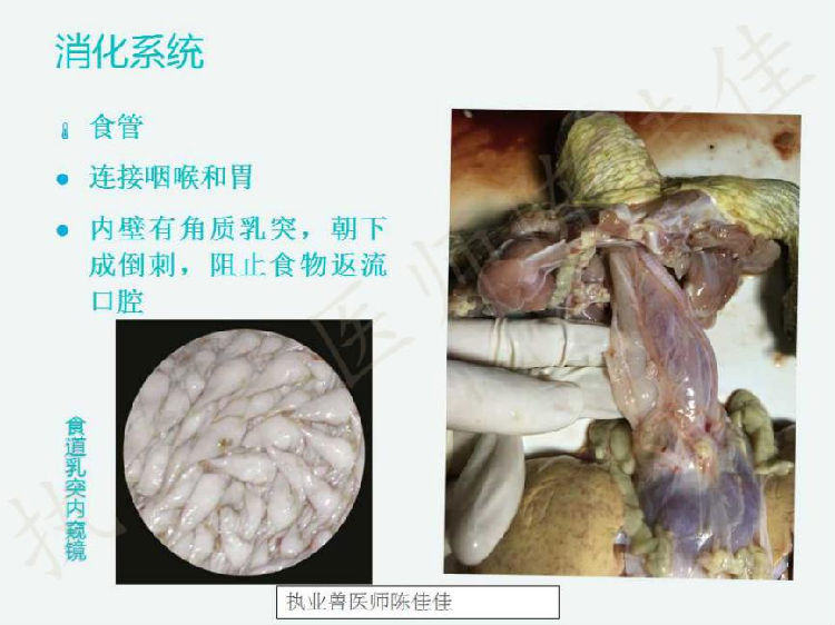 龟的消化系统、循环系统、淋巴系统介绍