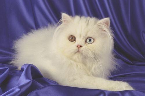 怎样科学喂养波斯猫 怎样科学喂养波斯猫