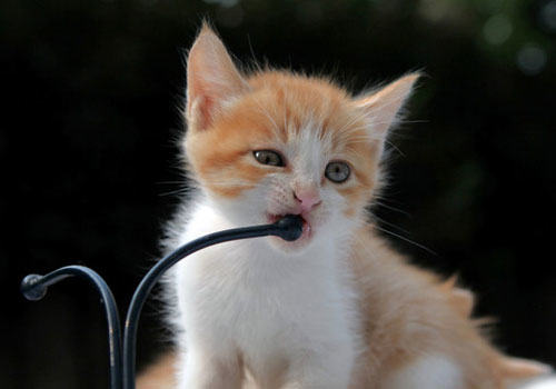 猫吃什么能健康成长