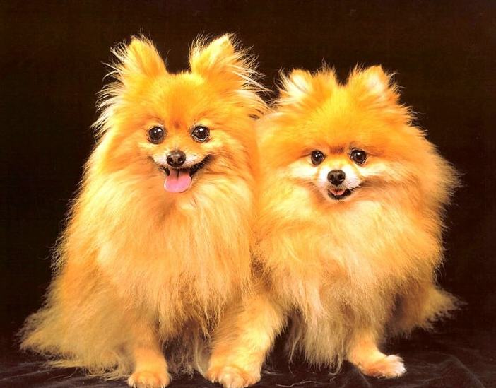 给狗狗选择合适的零食 给狗狗选择合适的零食