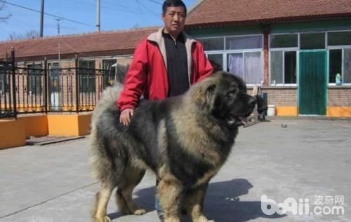 高加索犬怎么样 高加索犬好养吗 高加索犬怎么样 高加索犬好养吗