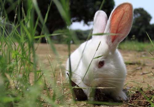 长毛兔脱毛癣的防治措施 长毛兔脱毛癣的防治措施