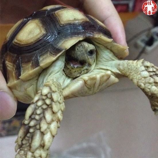 宠物龟医院护理方法 宠物龟医院护理方法