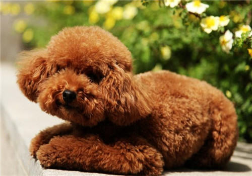 狗厕所的正确摆放位置