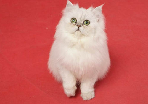 猫内耳炎的治疗方法