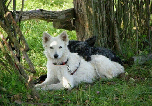 对马地犬的认知