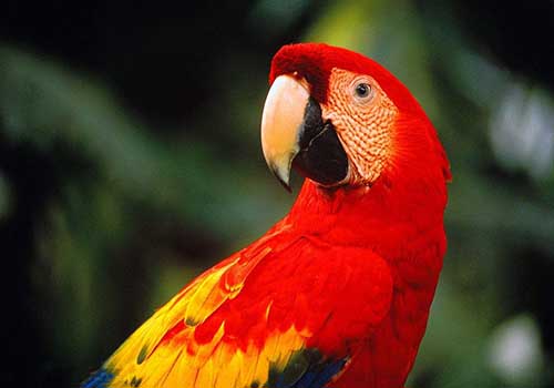 金刚鹦鹉多少钱一只？都有什么颜色？