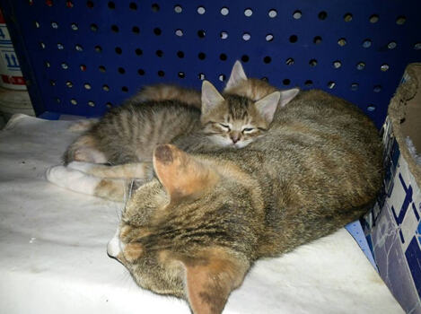 断奶猫咪如何喂食