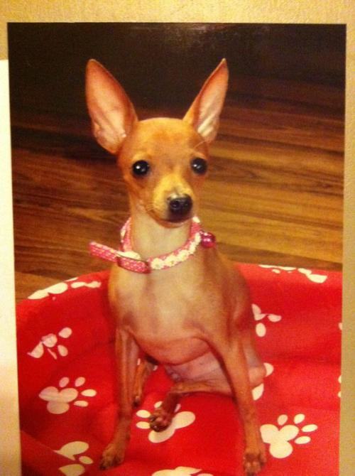 小鹿犬哪种颜色最贵 小鹿犬价格多少？