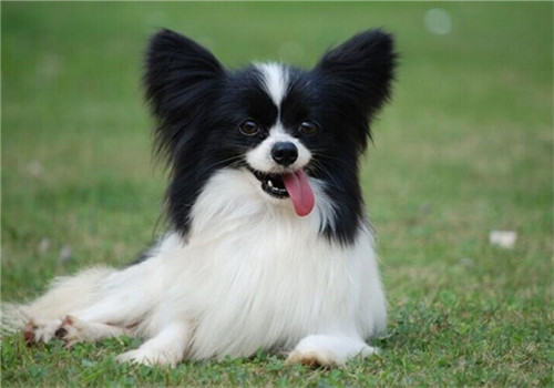 蝴蝶犬的喂食要点