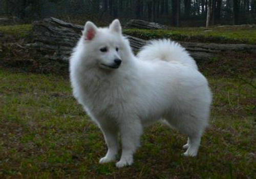 爱斯基摩犬介绍