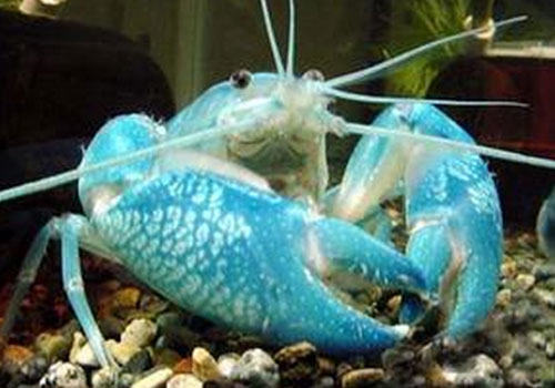 一些观赏蟹的品种介绍