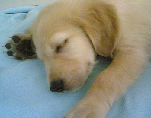 不容忽视的狗狗感冒