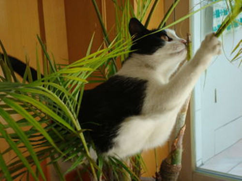 哪些猫咪容易成为“破坏王”