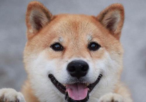 日本柴犬多少钱一只？怎么选购？