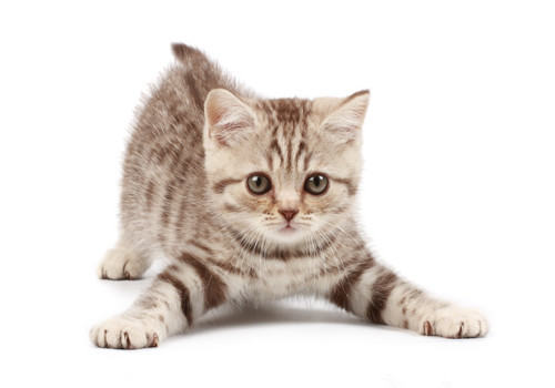 为什么吃猫粮的猫咪才是健康的