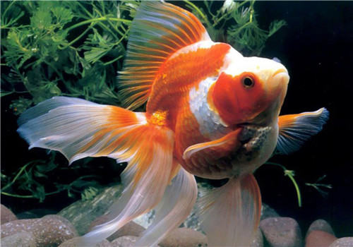 常见的鱼病产生原因