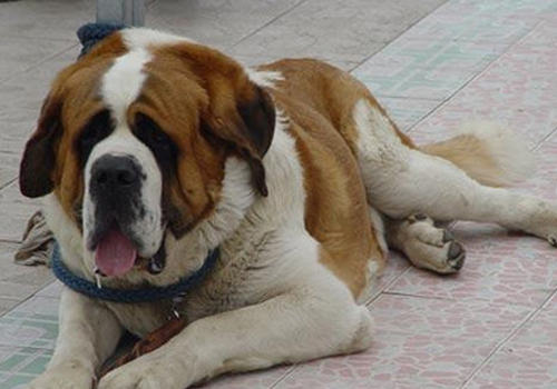 老龄犬特征有哪些
