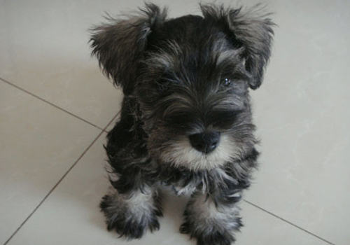 狗粮选购的基本原则