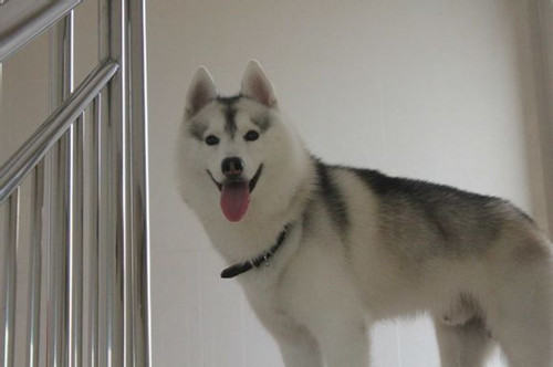 狗狗脚受伤怎么办 狗狗脚受伤怎么办