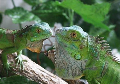 绿鬣蜥在饮食方面要注意哪些问题