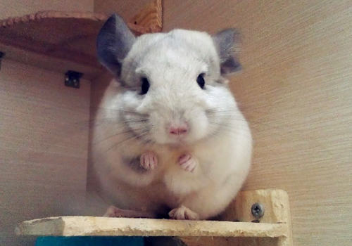 龙猫生病喂药要避免哪些情况