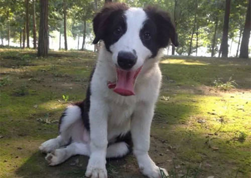 宠物针灸真的适用于狗狗吗?