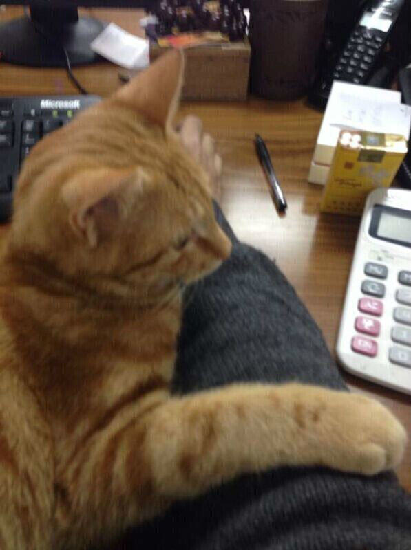 猫咪很冷漠，这事靠不靠谱？