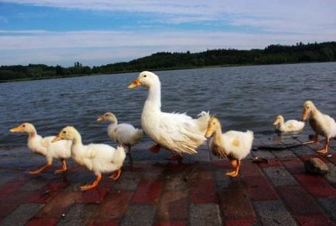 鸭小肚批发,鸭子陪伴小主人一起睡觉! 鸭小肚批发,鸭子陪伴小主人一起睡觉!