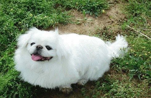 京巴犬能活多久？