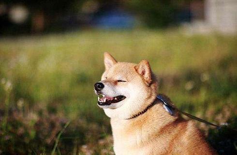 冬天是否还需要给狗狗驱虫？