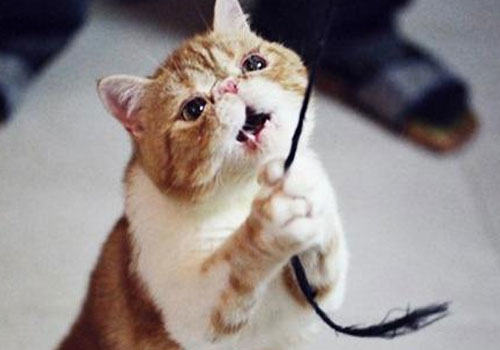 危险的猫玩具：毛线绳